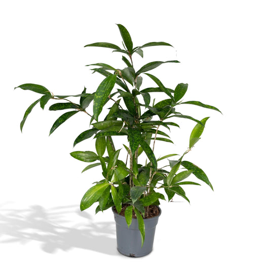 Dracaena Surculosa – Drakenbloedboom kamerplant
