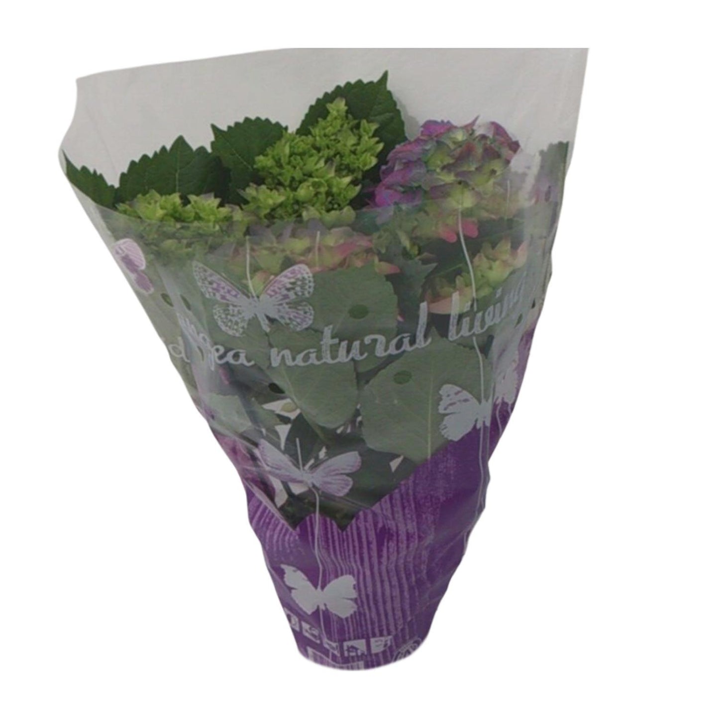 Hydrangea Roze - Ø14cm - ↕35cm hortensia