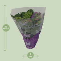 Hydrangea Roze - Ø14cm - ↕35cm hortensia 1