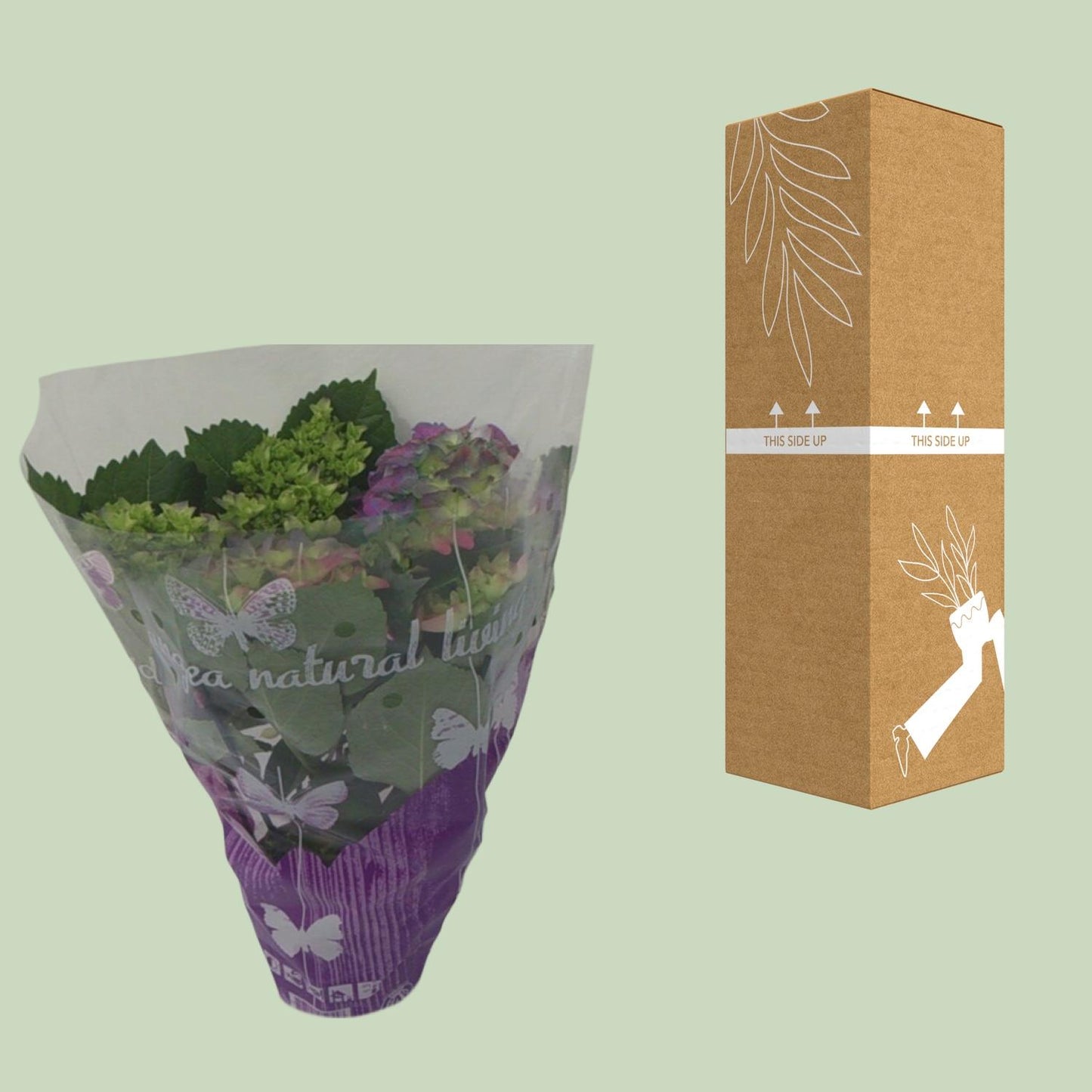 Hydrangea Roze - Ø14cm - ↕35cm hortensia  33