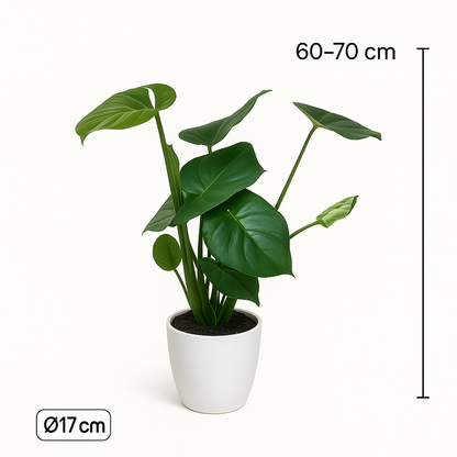 Monstera Duo met witte sierpotten ↕65cm -Ø12