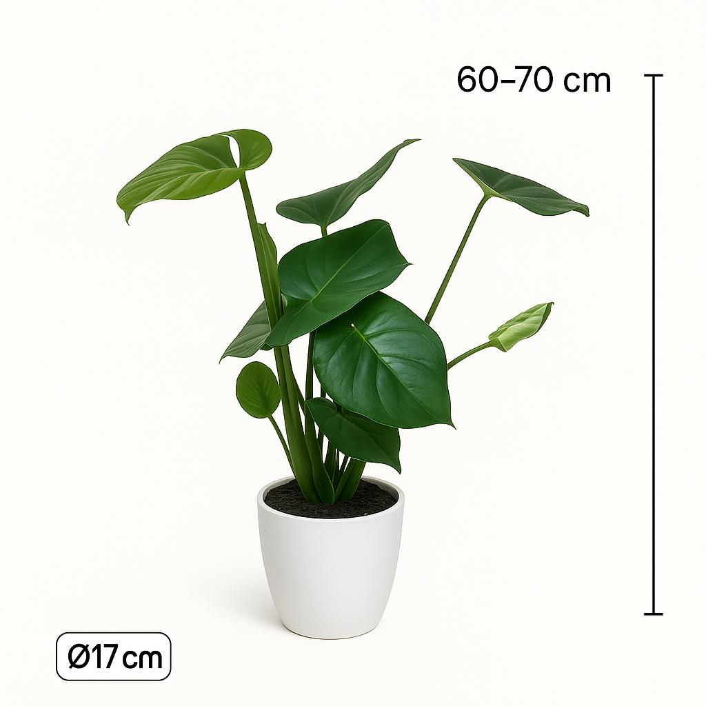 Monstera, Pachira en Chamaedorea met witte sierpotten ↕60-70cm -Ø17