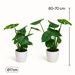 Monstera Duo met witte sierpotten ↕65cm -Ø12