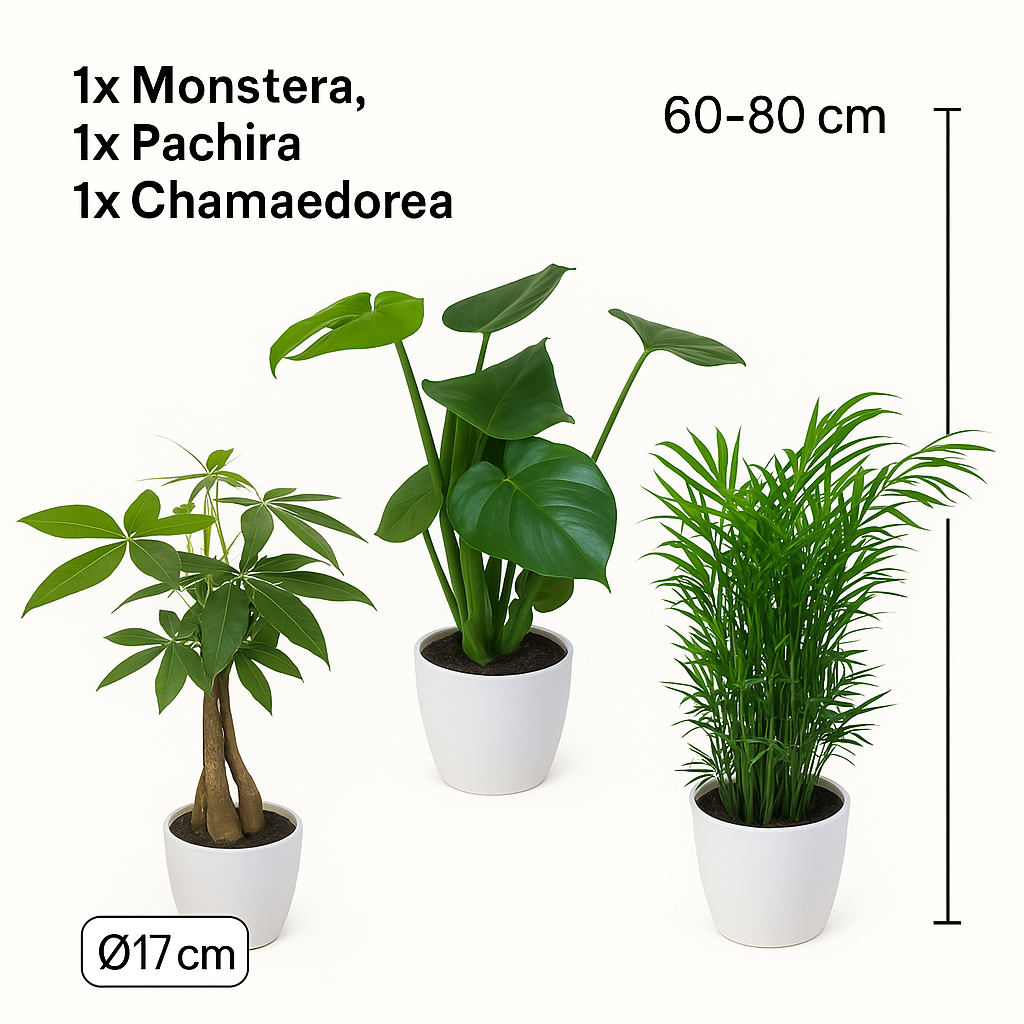 Monstera, Pachira en Chamaedorea met witte sierpotten ↕60-70cm -Ø17