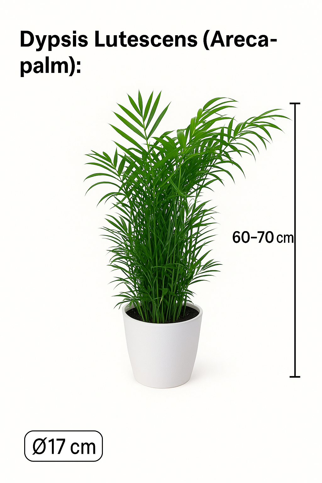 Monstera, Pachira en Chamaedorea met witte sierpotten ↕60-70cm -Ø17