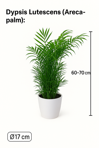 Monstera, Pachira en Chamaedorea met witte sierpotten ↕60-70cm -Ø17