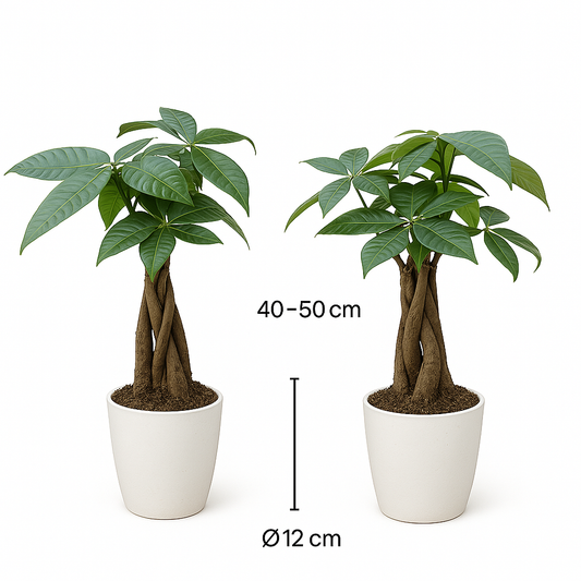 Pachira Duo met witte sierpotten ↕35cm -Ø12
