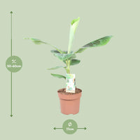 Musa Dwarf Cavendish – Bananenplant kamerplant