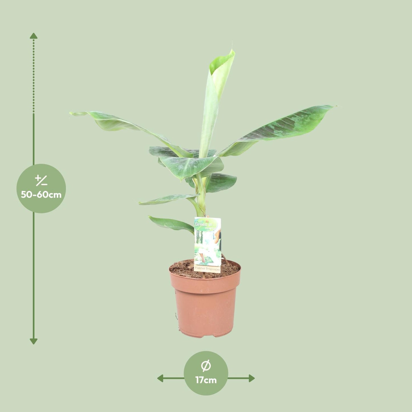 Musa Dwarf Cavendish – Bananenplant kamerplant