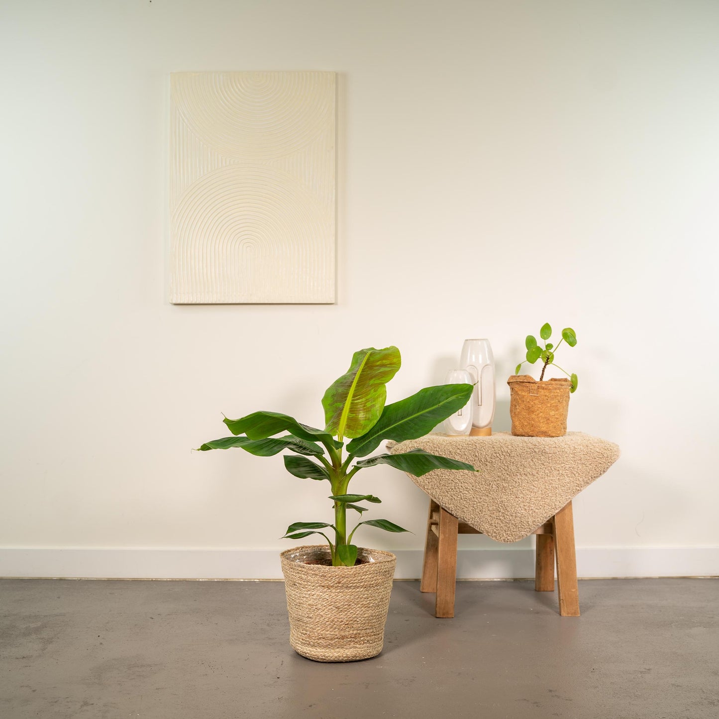 Musa Dwarf Cavendish – Bananenplant kamerplant