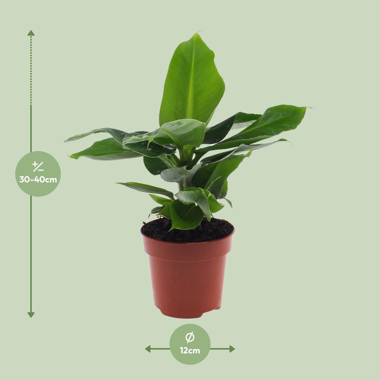 Musa Dwarf Cavendish – Bananenplant kamerplant