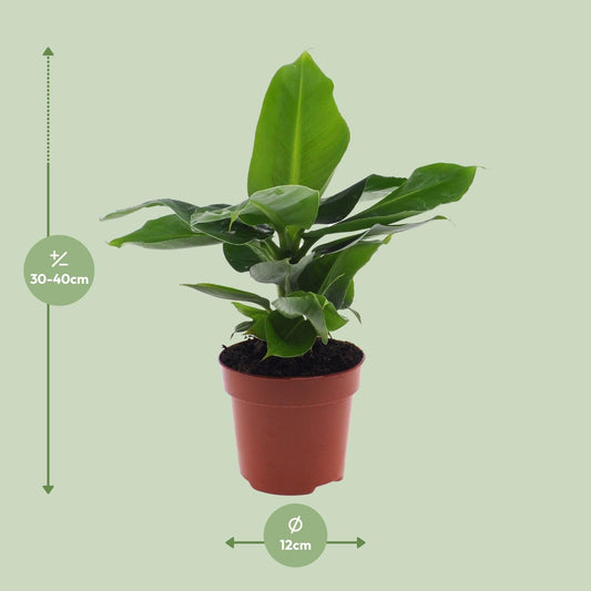 Musa Dwarf Cavendish – Bananenplant kamerplant
