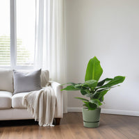 Musa Dwarf Cavendish – Bananenplant kamerplant