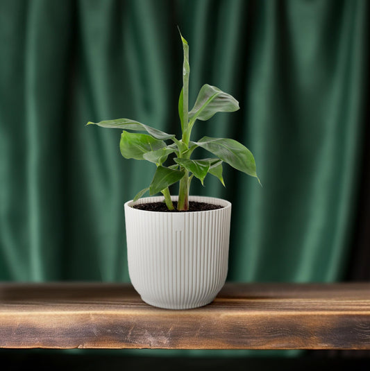 Musa Dwarf Cavendish – Bananenplant kamerplant