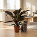 Philodendron Imperial Red – Philodendron kamerplant