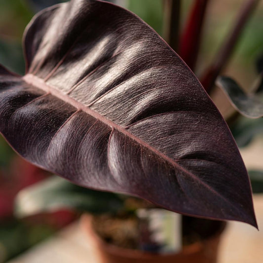 Philodendron Imperial Red – Philodendron kamerplant