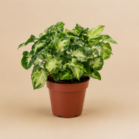 Syngonium Pixie