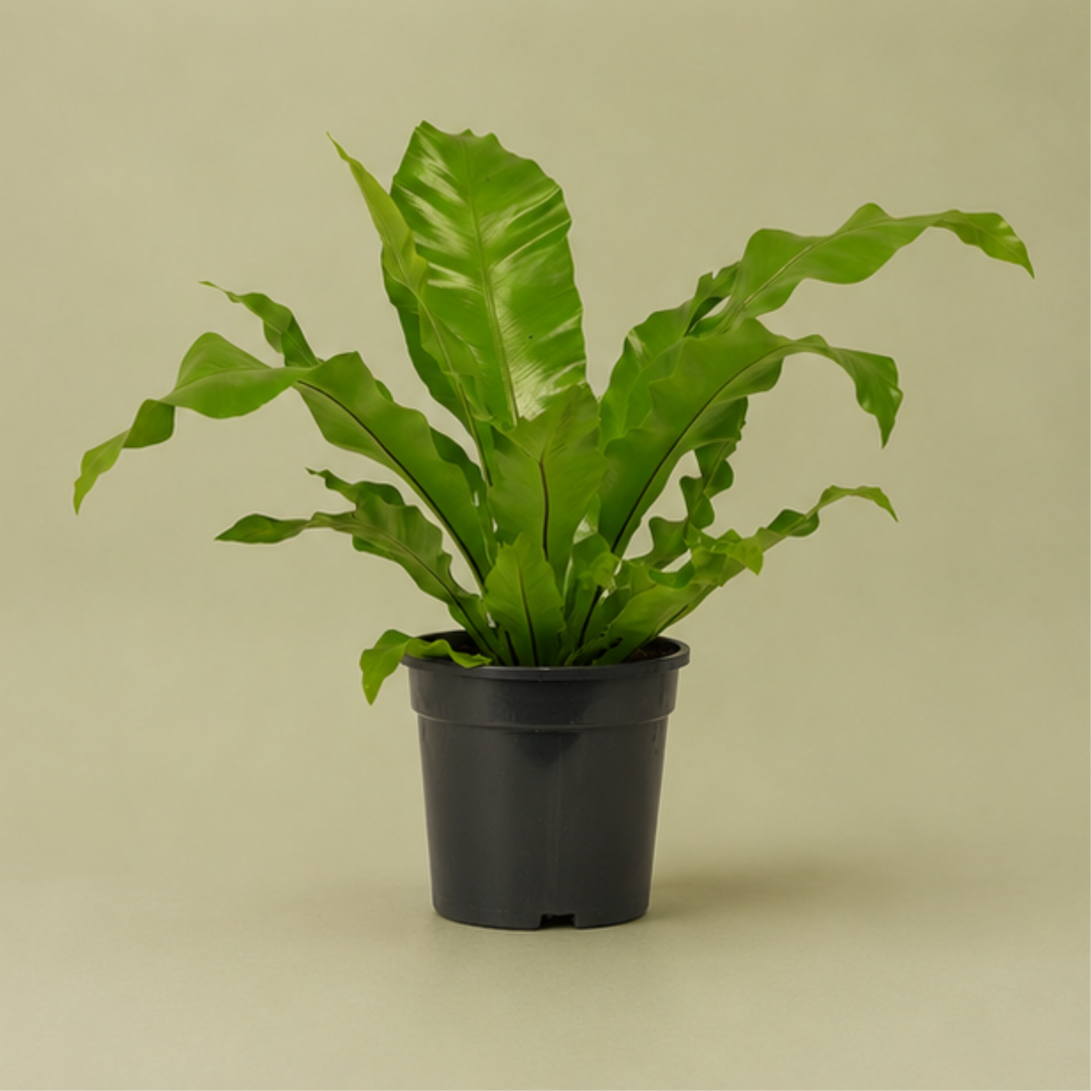 Asplenium nidus