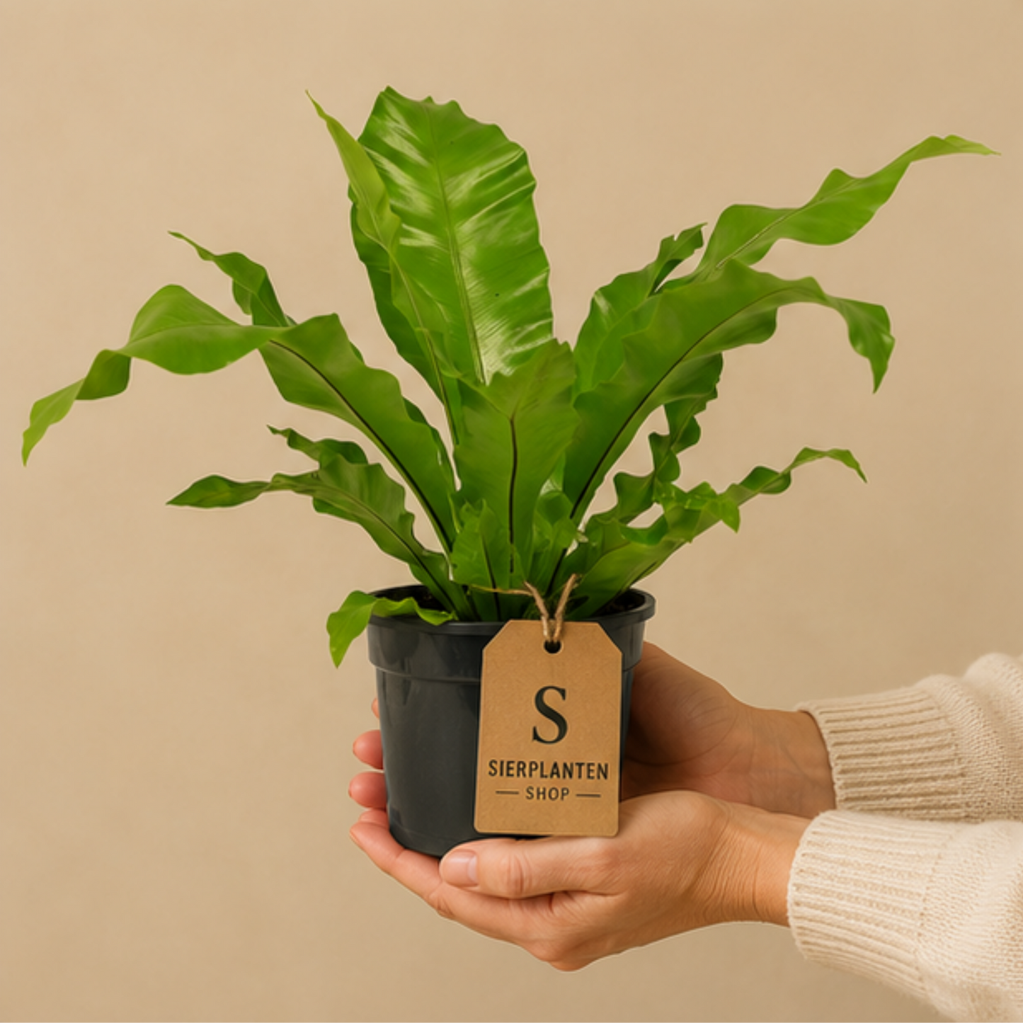 Asplenium nidus