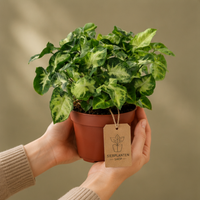 Syngonium Pixie