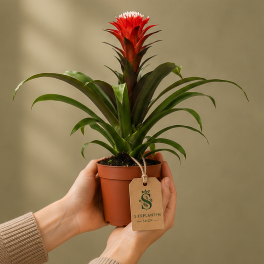Guzmania Hope
