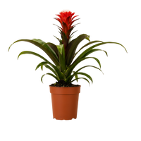 Guzmania Hope