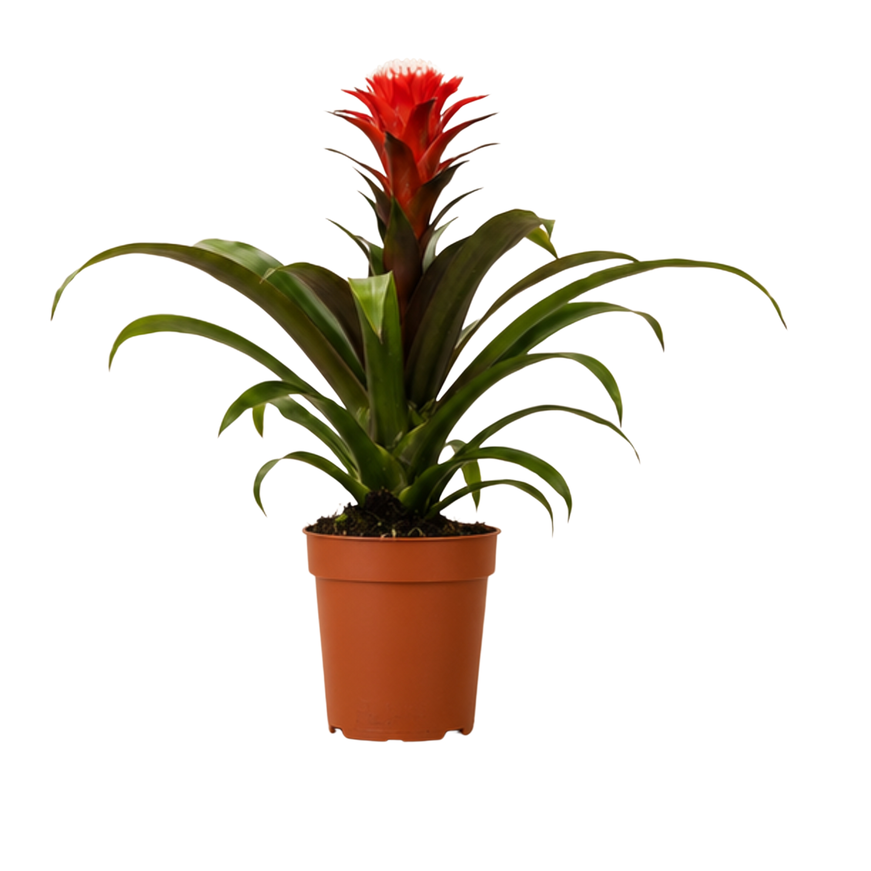 Guzmania Hope