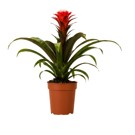 Guzmania Hope