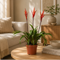 Vriesea Elan Toef