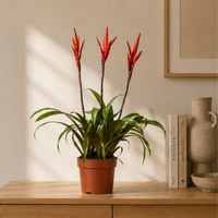 Vriesea Elan Toef