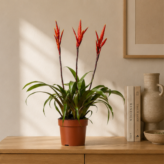 Vriesea Elan Toef