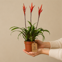 Vriesea Elan Toef