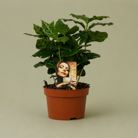 Coffea Arabica