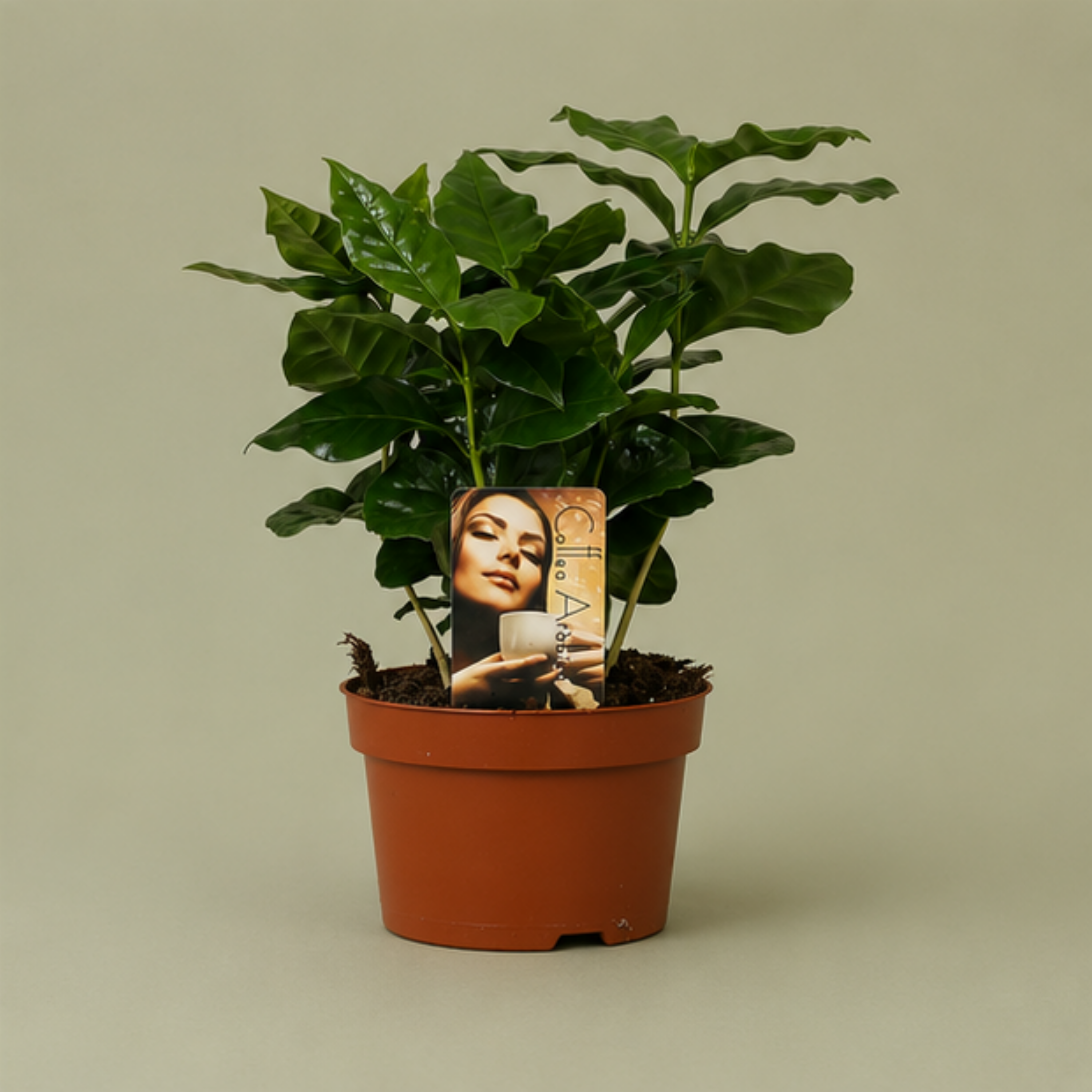 Coffea Arabica