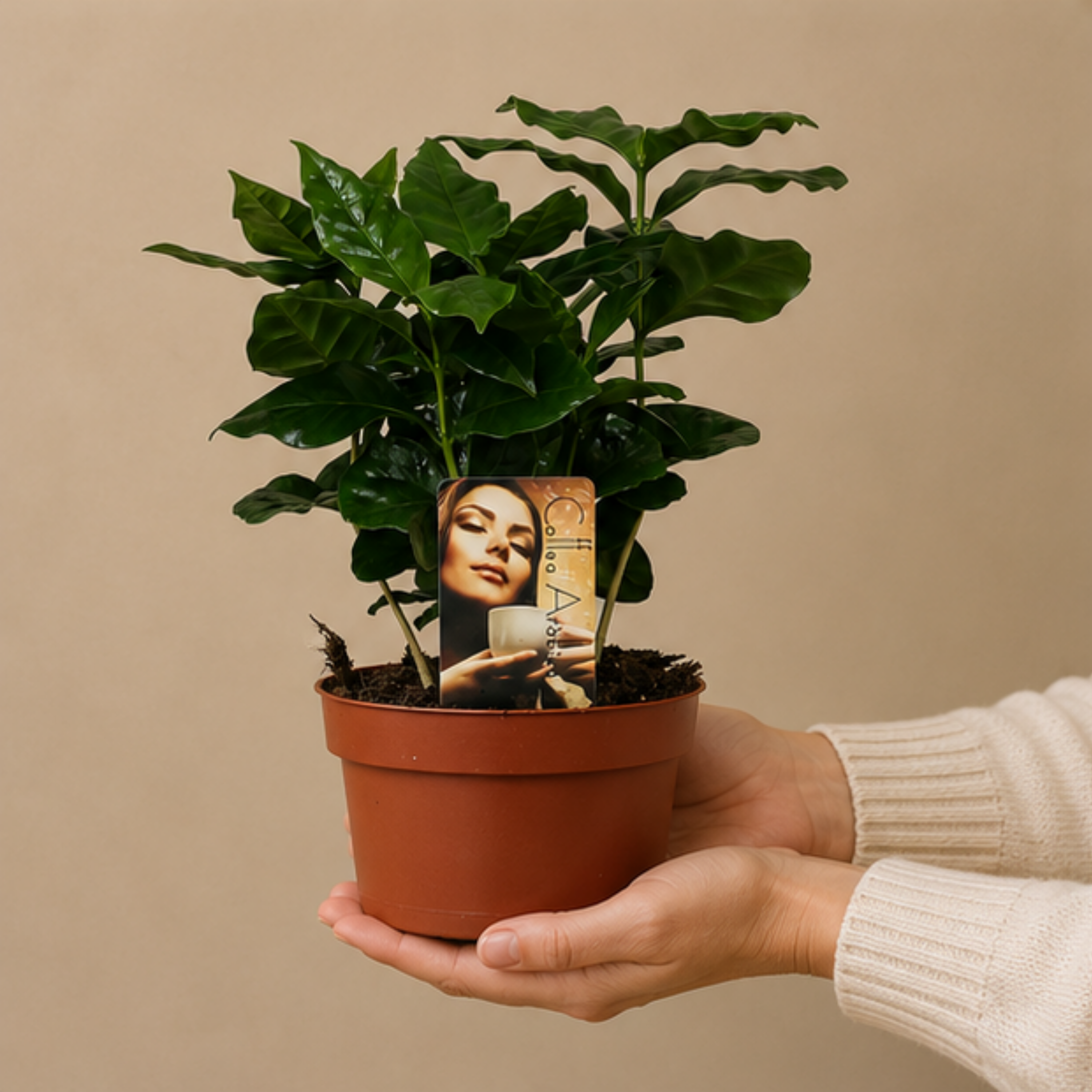 Coffea Arabica