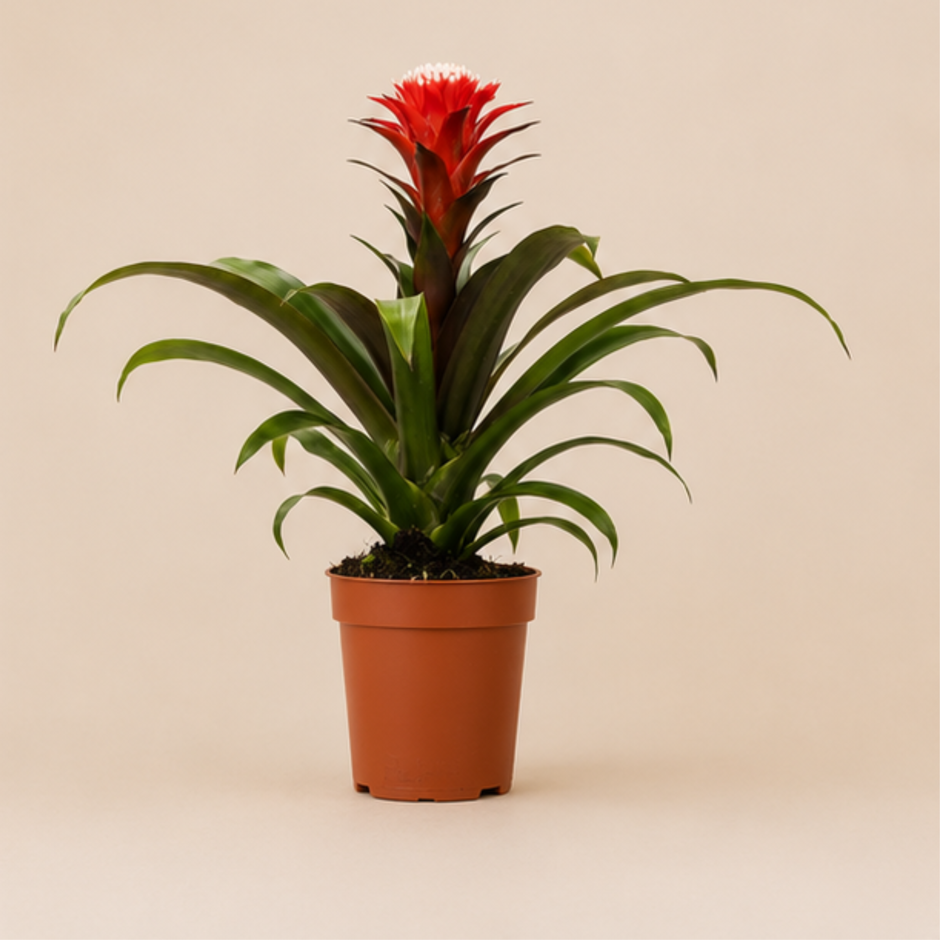 Guzmania Hope