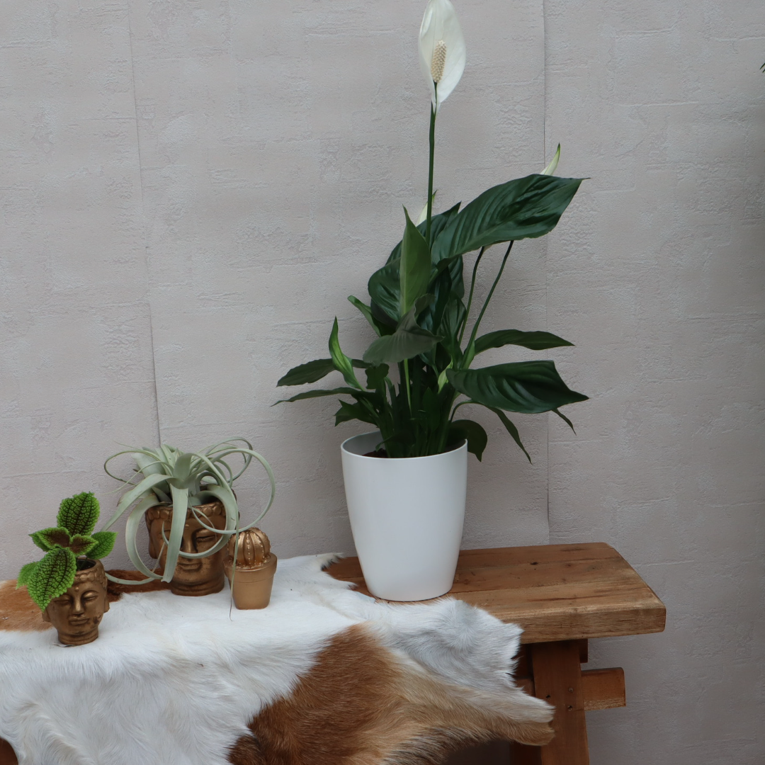 Spathiphyllum Bellini - De Perfecte Groene Eyecatcher voor Jouw Huis Sierplantenshop .