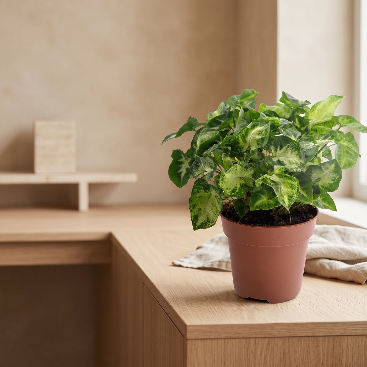 Syngonium Pixie