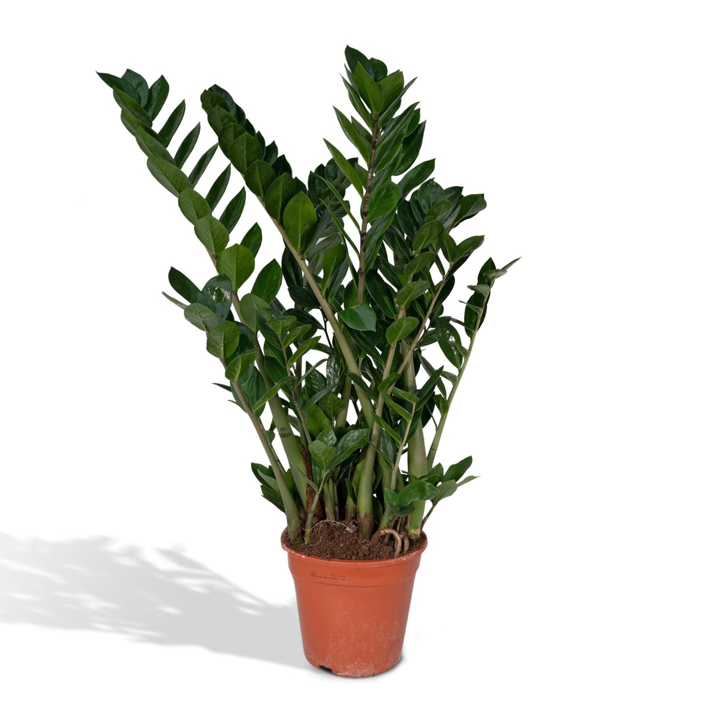 Zamioculcas Zamiifolia – ZZ-plant kamerplant