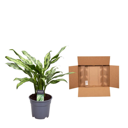 Aglaonema Juliette - ↕40cm - Ø12 G - Sierplantenshop