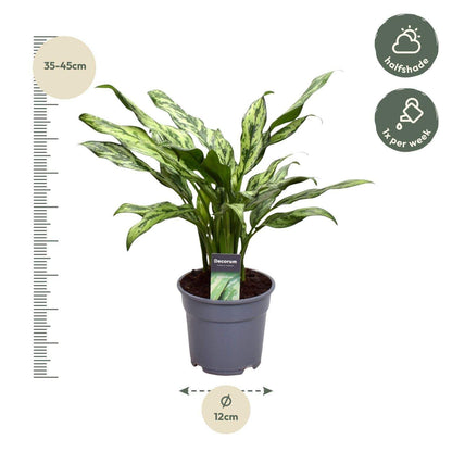 Aglaonema Juliette - ↕40cm - Ø12 G - Sierplantenshop