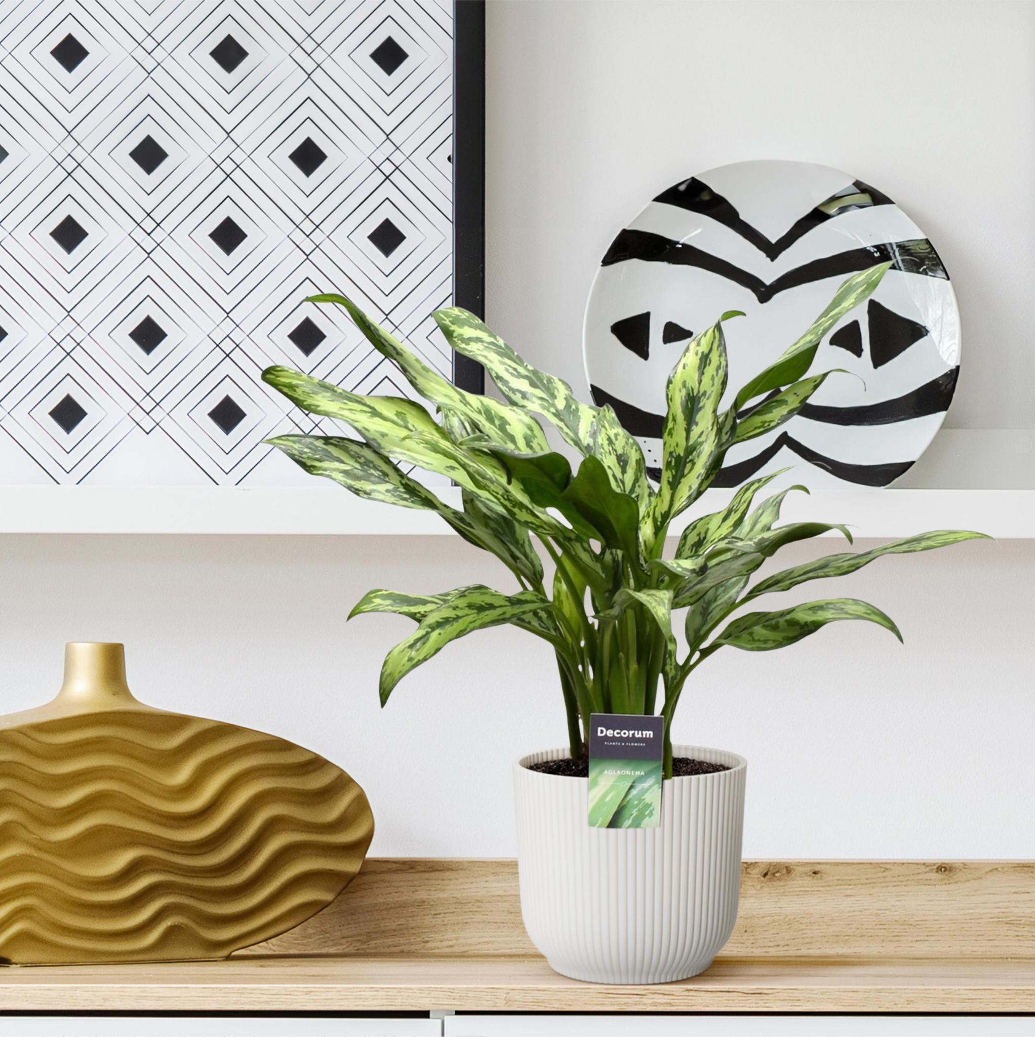 Aglaonema Juliette - ↕40cm - Ø12 G - Sierplantenshop