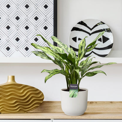 Aglaonema Juliette - ↕40cm - Ø12 G - Sierplantenshop