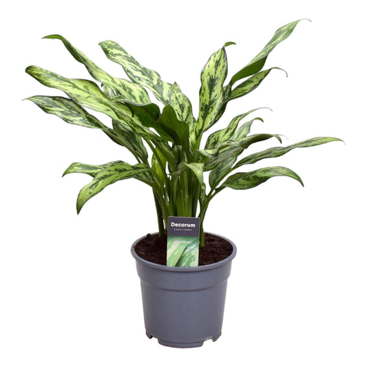 Aglaonema Juliette - ↕40cm - Ø12 G - Sierplantenshop