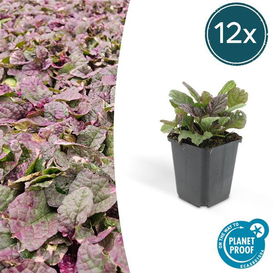 Ajuga reptans 'Burgundy Glow' - ↕15cm - Ø9 Groene Kamerplant - Sierplantenshop - Sierplantenshop