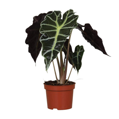 Alocasia Amazonica Polly - ↕30cm - Ø12 - Sierplantenshop