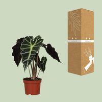 Alocasia Amazonica Polly - ↕30cm - Ø12 - Sierplantenshop
