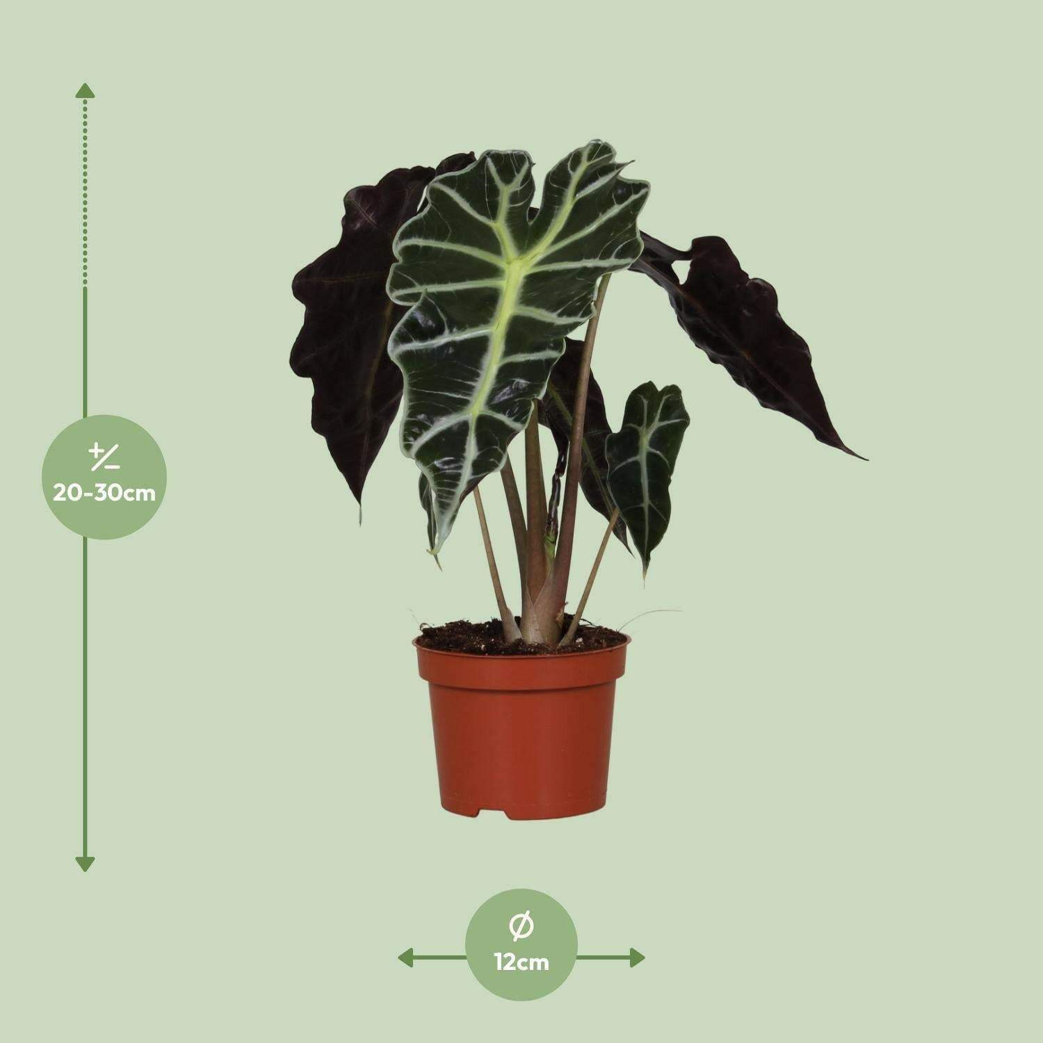 Alocasia Amazonica Polly - ↕30cm - Ø12 - Sierplantenshop