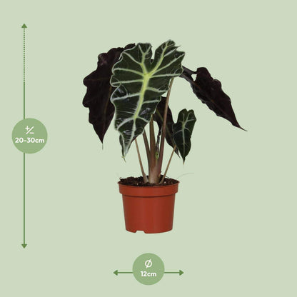 Alocasia Amazonica Polly - ↕30cm - Ø12 - Sierplantenshop
