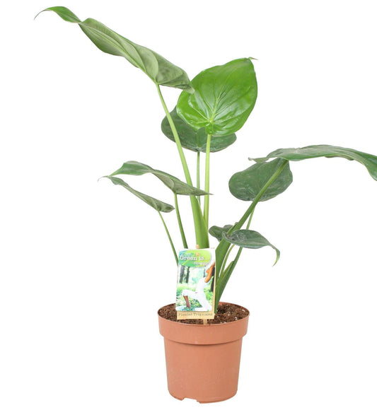 Alocasia Cucullata - ↕65cm - Ø17 - Sierplantenshop